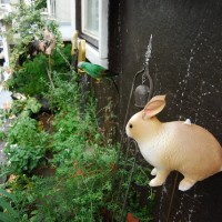 窓の外の植え込みには動物たちが遊ぶ
