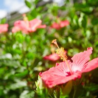 太陽の光を一身に浴びるハイビスカス