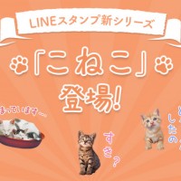 岩合光昭の新作写真展「こねこ」開催