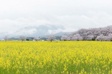 サスティナブルな社会科見学はじめます！奈良・吉野の間伐材が京都のホテルの酵素浴に。循環する木の物語