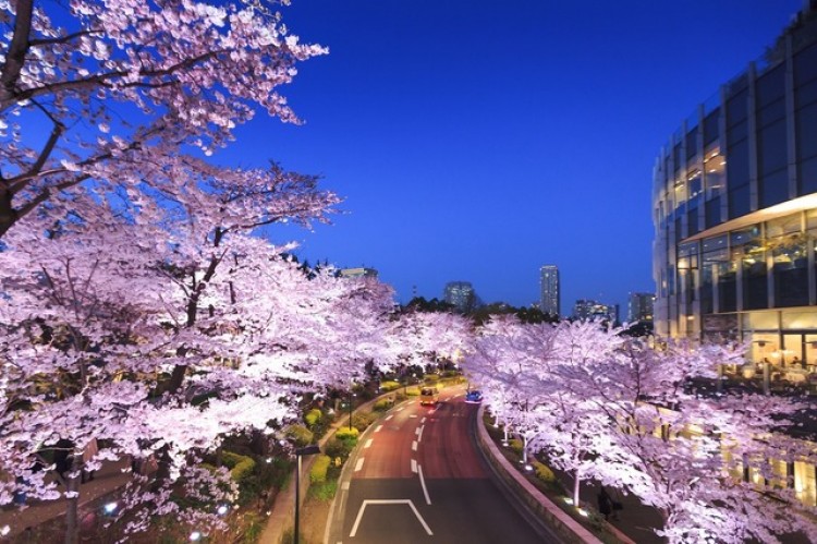 東京ミッドタウンでお花見イベント 約0mの桜のライトアップやお酒を嗜む屋外ラウンジ Life Fashion Headline